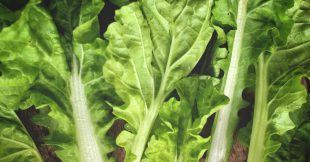 Chicken Noodle Lettuce Wraps